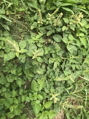 Amaranthus viridis