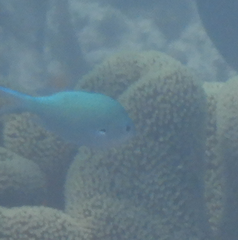 Chromis atripectoralis