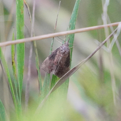 Hypena scabra