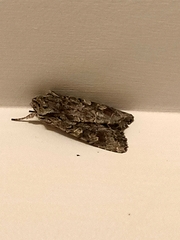 Ichneutica mutans