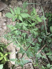 Cleome rutidosperma