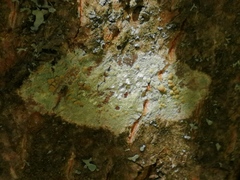 Lecanora symmicta