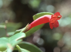 Aeschynanthus