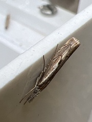 Agriphila geniculea