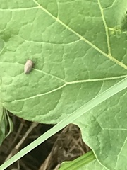 Insecta