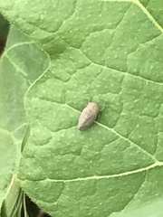Insecta