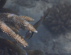Chaetodon trifascialis