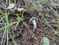 Agaricales