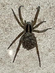 Tigrosa annexa
