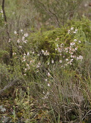 Philotheca verrucosa