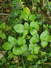 Angelica lucida