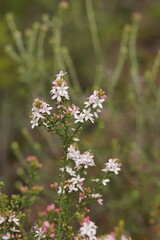 Philotheca verrucosa