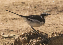 Motacilla aguimp