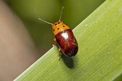 Platymela sticticollis