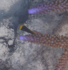 Chaetodon trifascialis