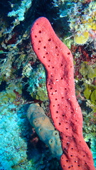 Amphimedon compressa