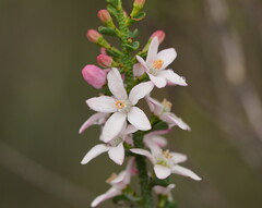Philotheca verrucosa