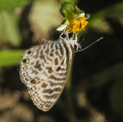 Leptotes