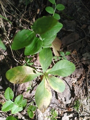 Lysimachia europaea