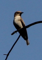 Muscicapa striata