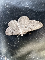 Peribatodes rhomboidaria