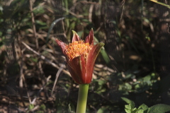 Scadoxus puniceus