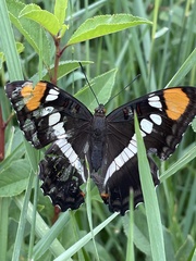Adelpha eulalia