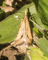 Diasemia monostigma