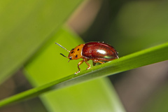 Platymela sticticollis