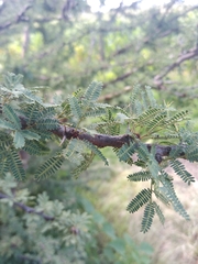 Vachellia