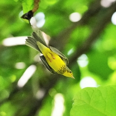 Cardellina canadensis