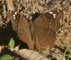 Junonia natalica