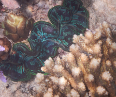 Tridacna crocea