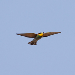Merops apiaster