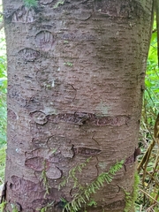 Picea sitchensis