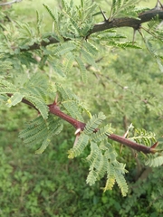 Vachellia