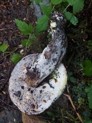 Hypomyces chrysospermus