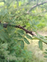 Vachellia