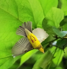 Cardellina canadensis