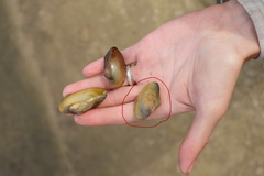 Unionidae