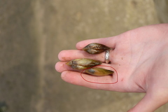 Unionidae