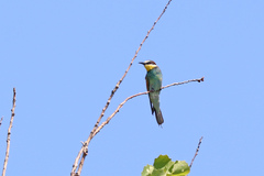 Merops apiaster