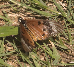 Acraea encedon