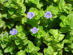 Bacopa caroliniana