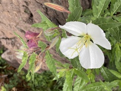 Oenothera albicaulis