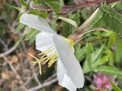Oenothera albicaulis