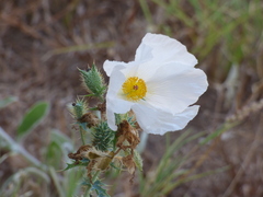 Argemone albiflora