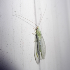 Chrysopa coloradensis