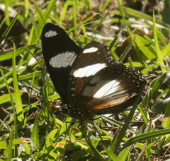 Hypolimnas misippus