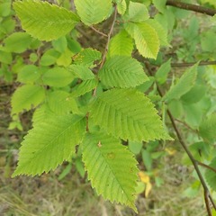 Ulmus glabra